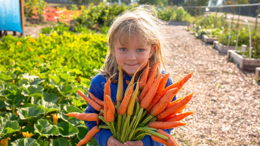 Child with bunch of carrots