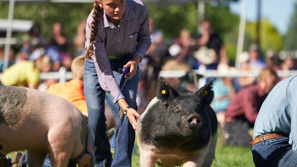 Girl and pig