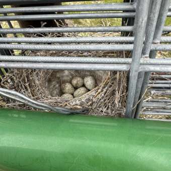 Anthropogenic Nest 1