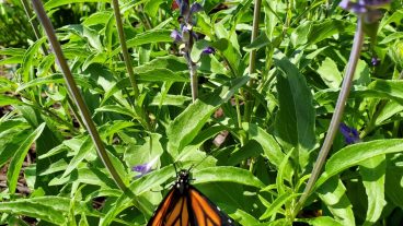 Female butterfly release