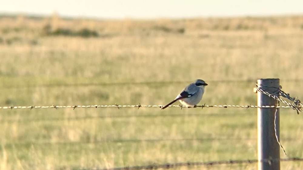 Loggerehad Shrike 3
