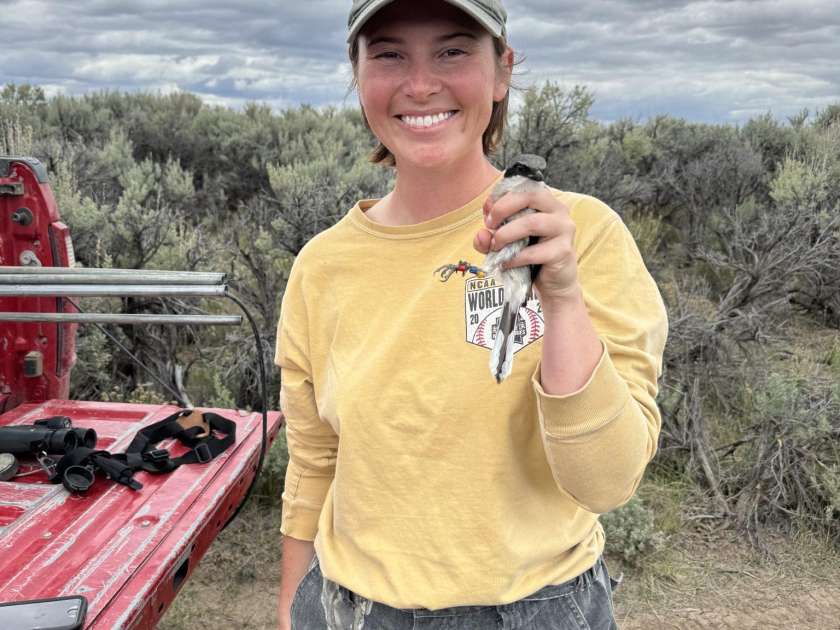 Western Wyoming Loggerhead Shrike