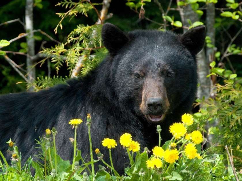 Black bear edited 2 1008x1024 1