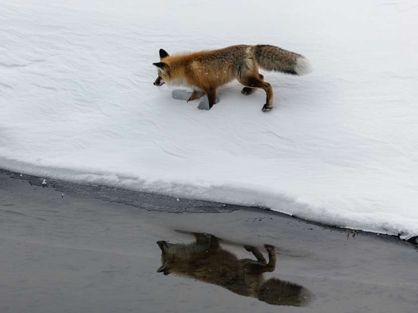 Fox