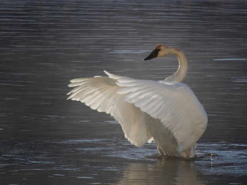 Swan