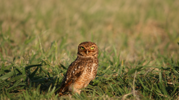Owl