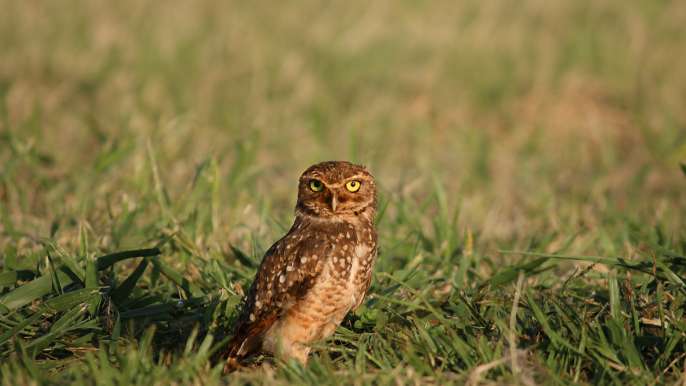 Owl