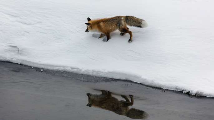 Fox