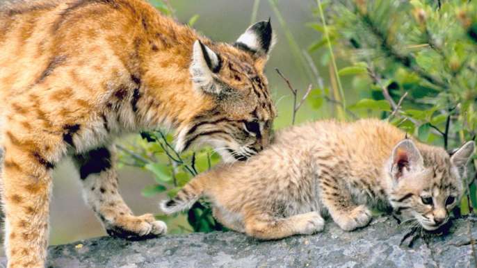Wildcats