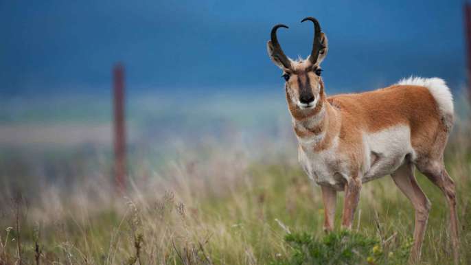 Wildlife hero